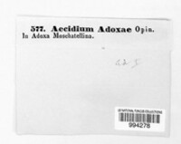 Puccinia albescens image